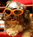 I Wear My Sunglasses At Night....jpg