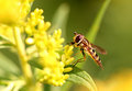 bee.jpg