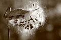 Milkweed