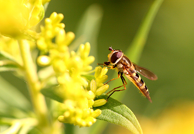 bee.jpg