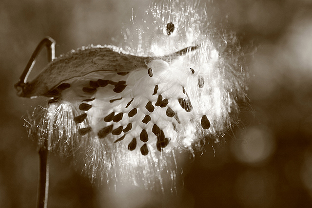 Milkweed
