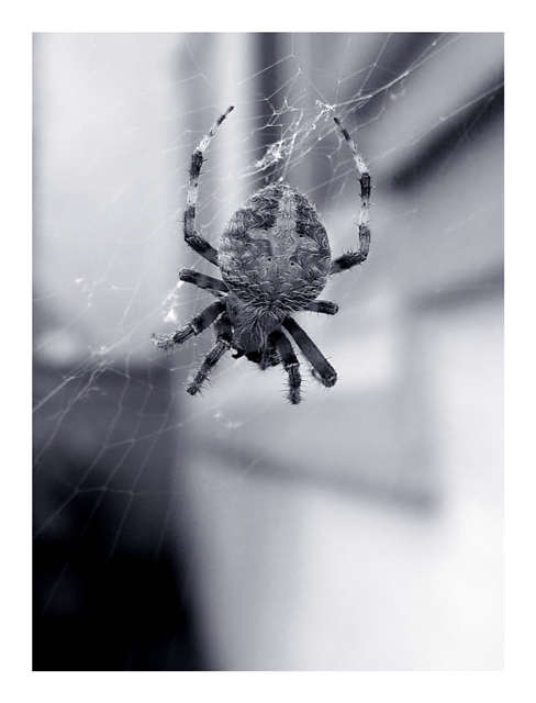 Spider