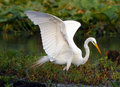 Great-Egret_2005_02.jpg