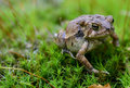 Fowler's Toad_2004_012.jpg