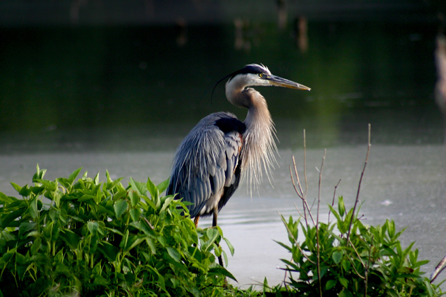 Blue Heron
