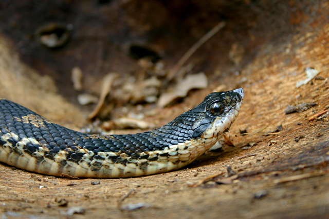 Eastern Hognose Snake