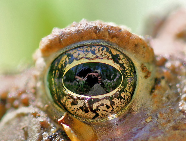 Fowler's Toad_2004_04a.jpg
