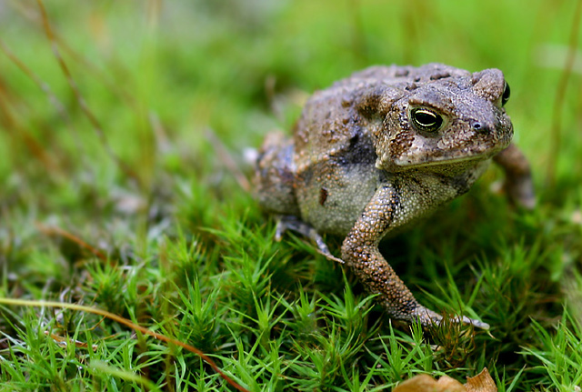 Fowler's Toad_2004_012.jpg