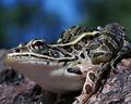 Leopard-Frog.jpg