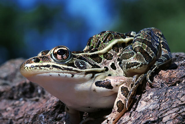 Frog4_640.jpg
