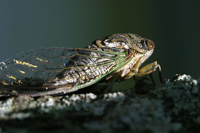Cicada_Sunset.jpg
