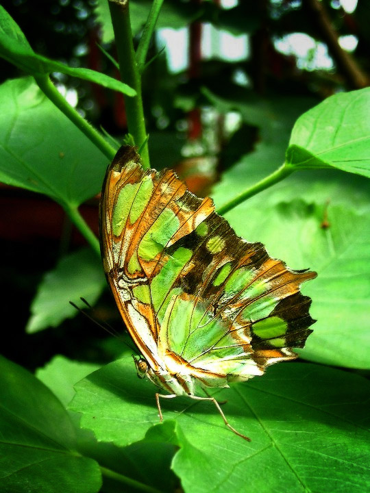 Butterfly_Edited.jpg