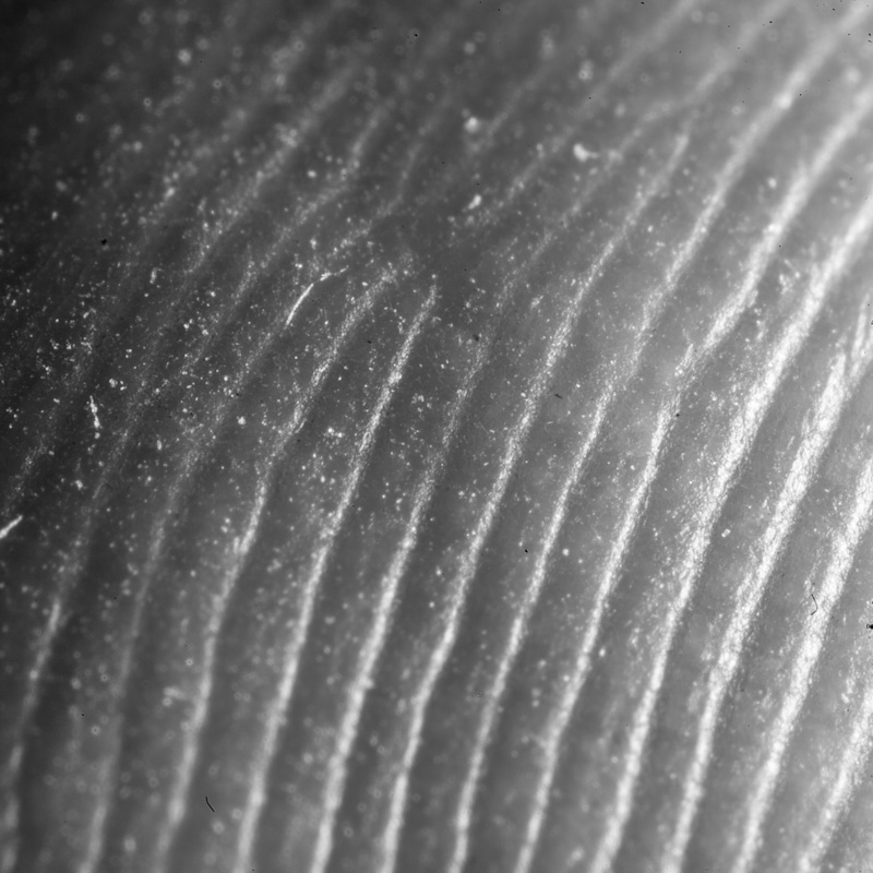 Whatsit 2012-08-02_1