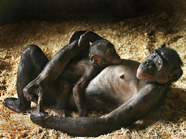 Mother Bonobo & Baby.jpg