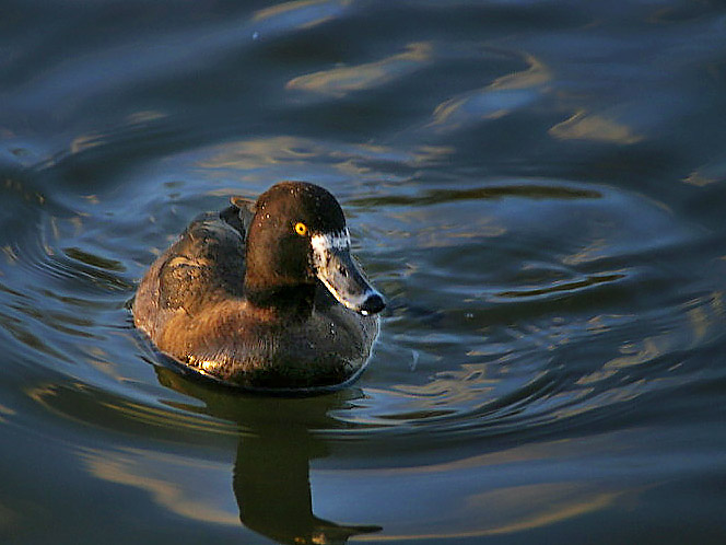 JibberJim Duck.jpg