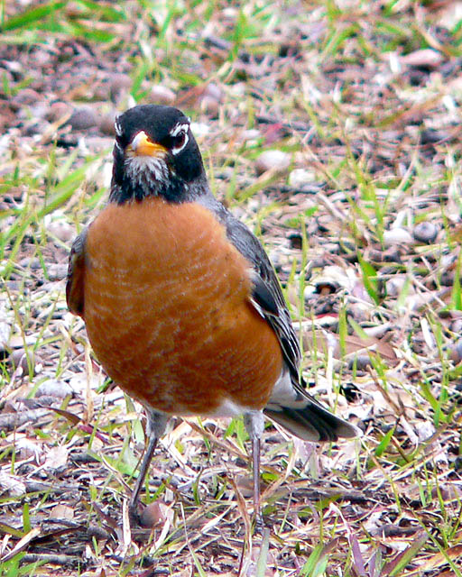 SDW65_Robin_Edit.jpg