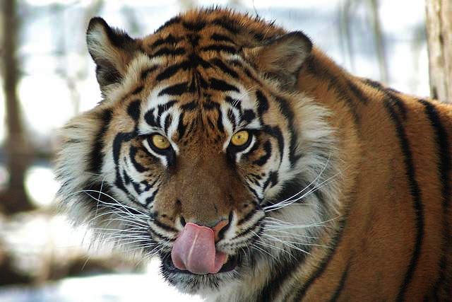 Tiger_rmtm333_edited.jpg