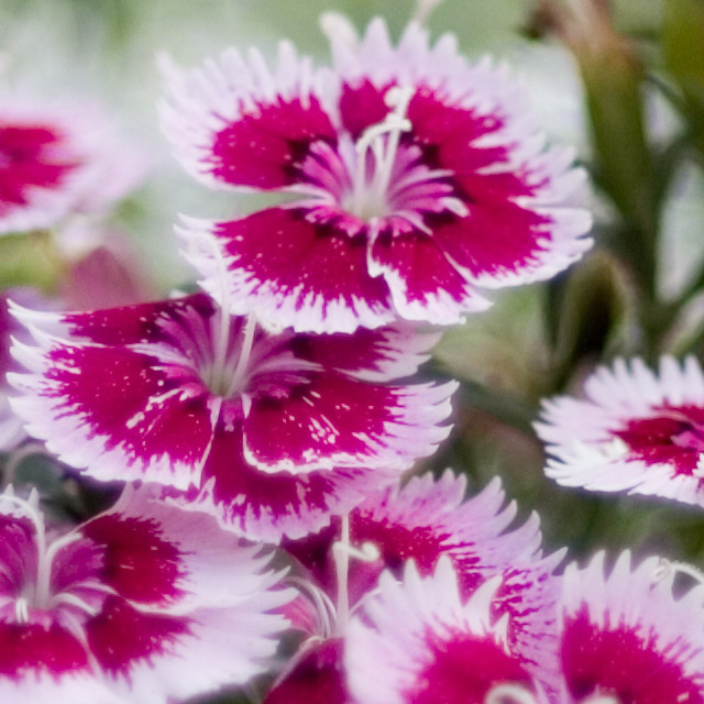 f/2.0 100% crop