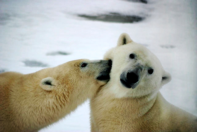 Bears Kissing Kirbics Edit