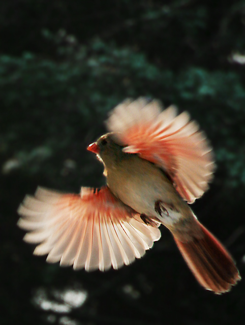 Marjo's-Cardinal-1.jpg
