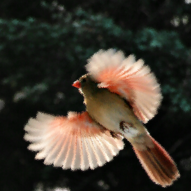Marjo's-Cardinal_2.jpg