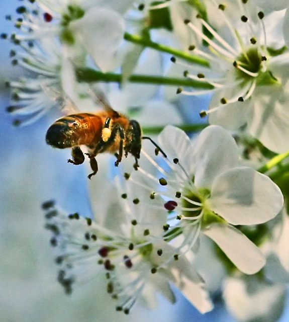 s Bee Edited kiribc.jpg