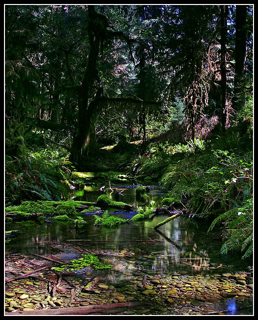 Doc Achoo's Rainforest  - kirbic's Edit.jpg