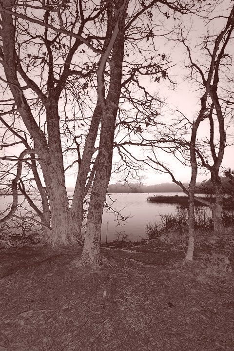 Mystery Trees.jpg