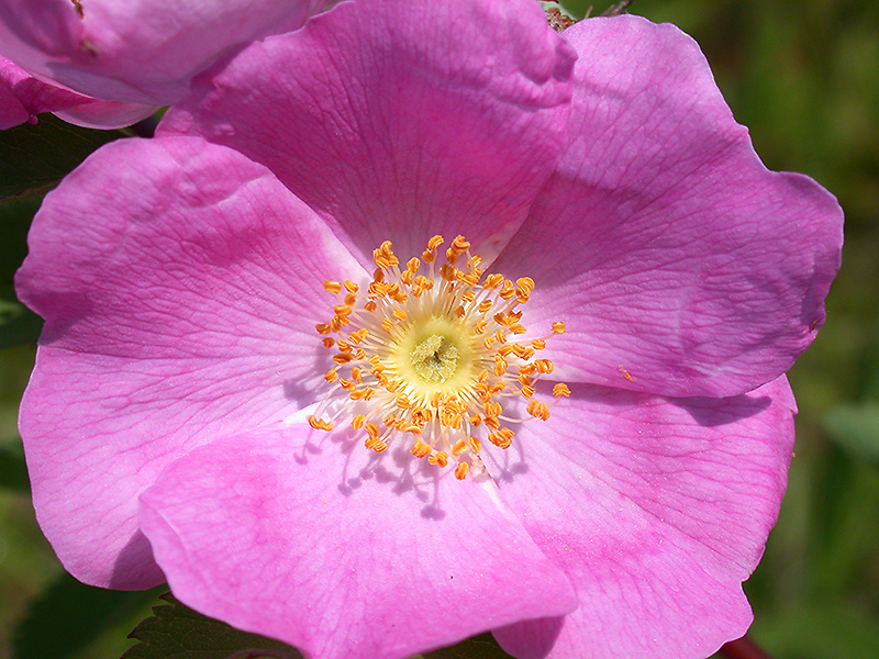 Wild Rose 1.jpg