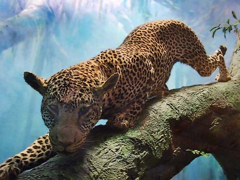 Cat_4-Modified-Kirbic.jpg
