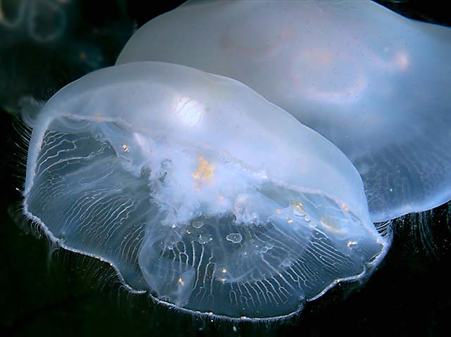 Jellies.jpg