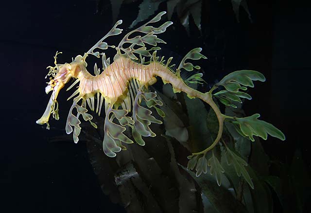 Leafy-Sea-Dragon.jpg