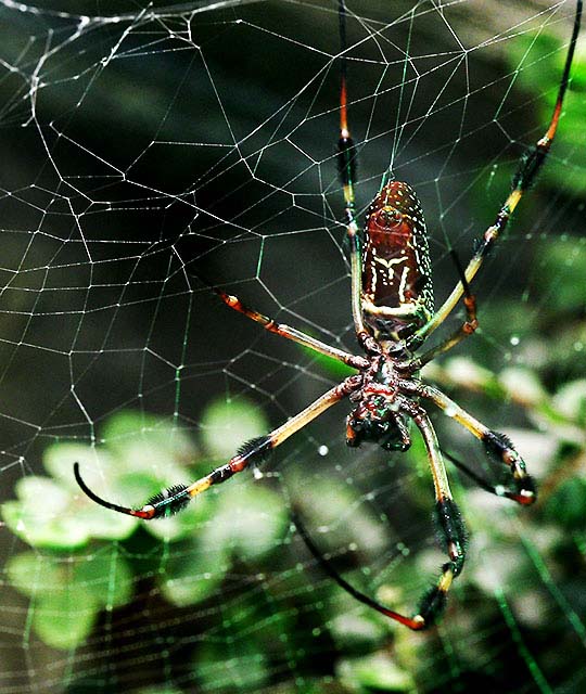 Spider BWI Aqurium.jpg