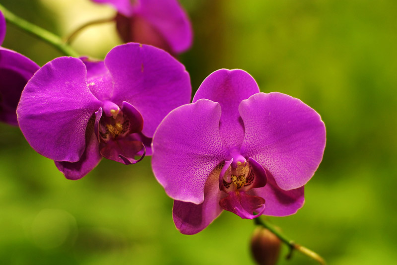 Moth Orchids 1.jpg