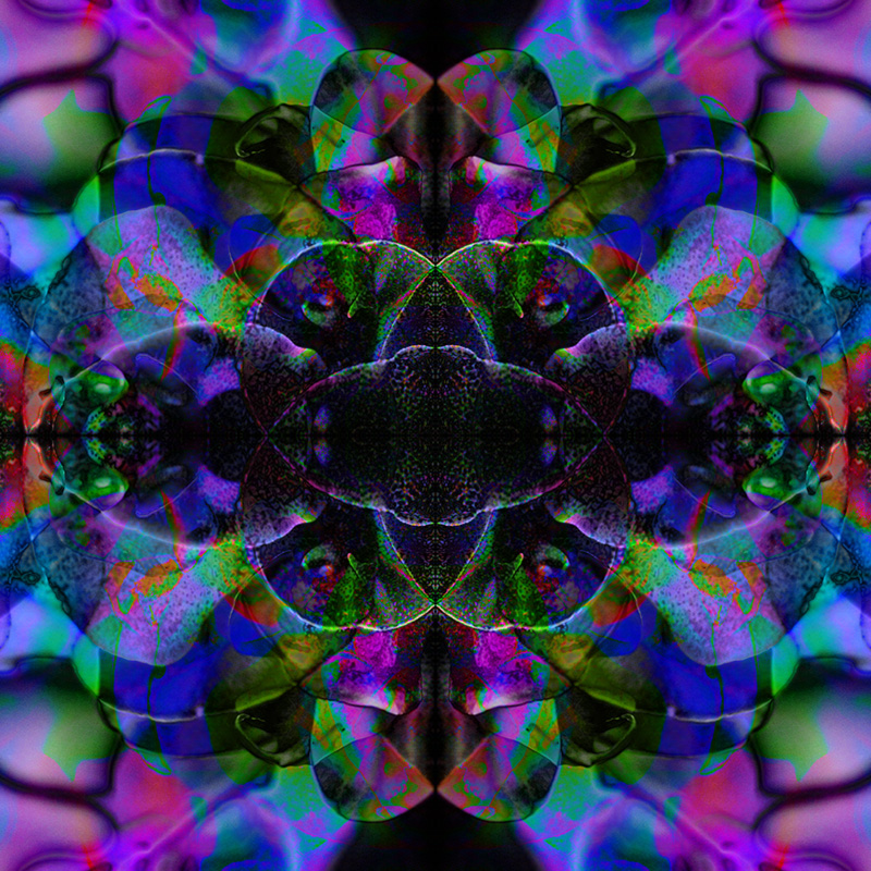Moth Orchids 1 Flip-Blend_800.jpg