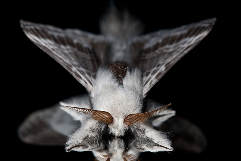 Moth Macro Landscape-1.jpg