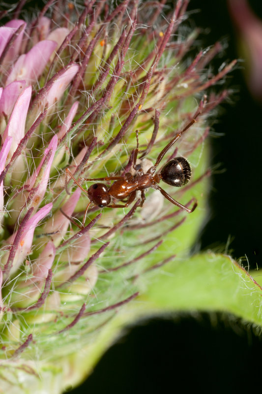 Ant Clover MP-E65 2.0x