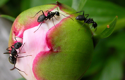 three_ants_color.jpg