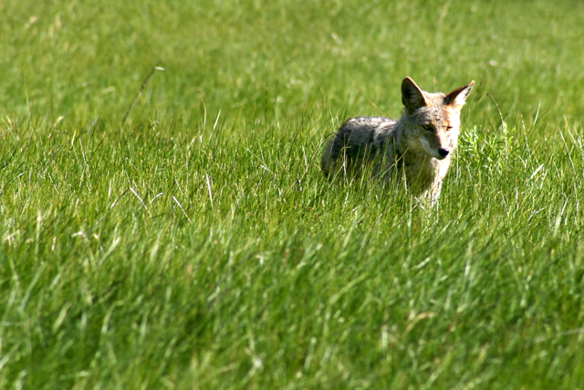 coyote-1