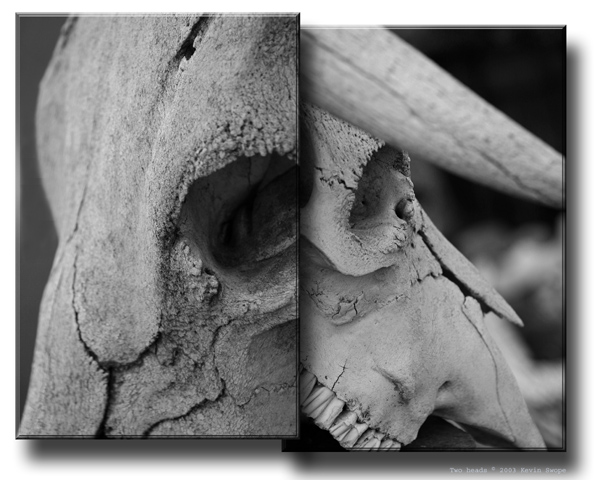 Two Heads