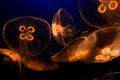 jellies