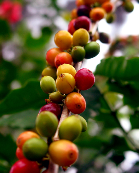 Fresh Coffee