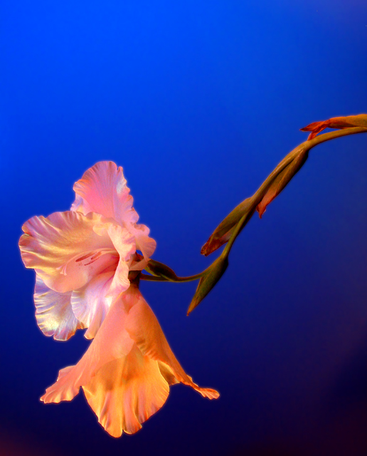 Bloom