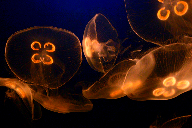 jellies