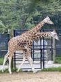 2-headed-giraffe.jpg