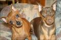 2 types of MinPins.jpg