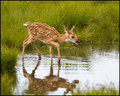 blue-ridge-fawn.jpg