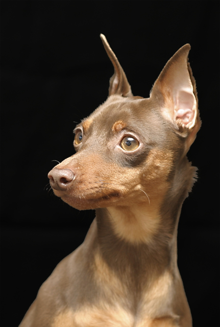 Bailey-3-web.jpg