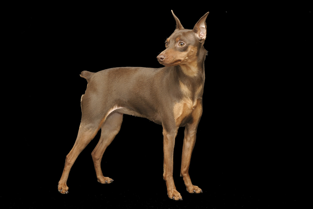 Bailey-1-web.jpg