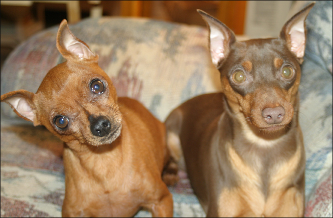2 types of MinPins.jpg